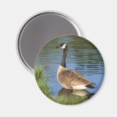 Canada Goose Animal Art Magnet (Vorderseite/Rückseite)