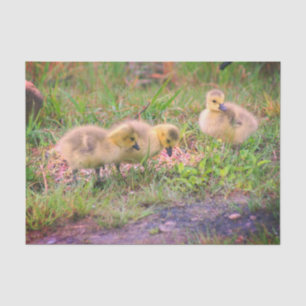 Canada Goose Babies Wildlife Decoupage Seidenpapier