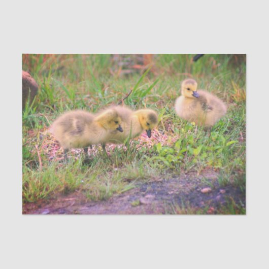 Canada Goose Babies Wildlife Decoupage Seidenpapier (Vorderseite)