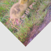 Canada Goose Babies Wildlife Decoupage Seidenpapier (Ausschnitt)