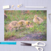 Canada Goose Babies Wildlife Decoupage Seidenpapier (Handwerk)