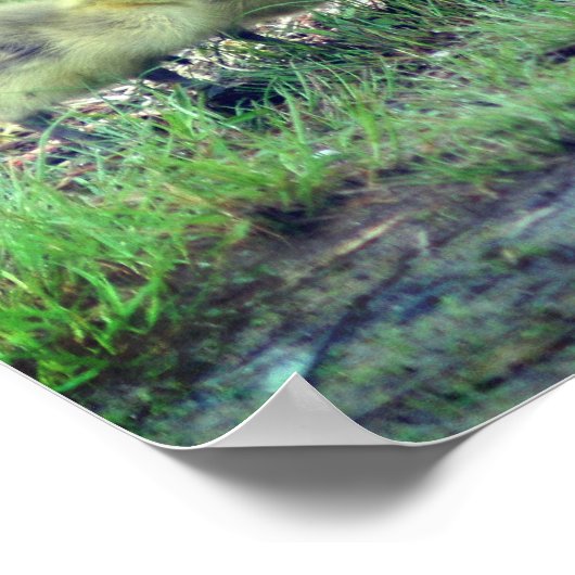 Canada Goose Babies Wildlife Poster (Ecke)