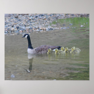 Canada Goose Babies With Mom Animal Poster