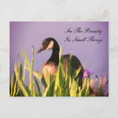 Canada Goose Beauty Inspiration Postkarte (Vorderseite)