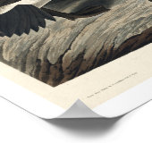 Canada Goose by Audubon Poster (Ecke)