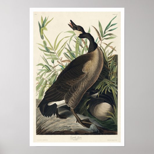 Canada Goose by Audubon Poster (Vorne)