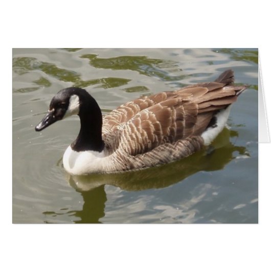 Canada Goose Card (Vorderseite (Horizontal))