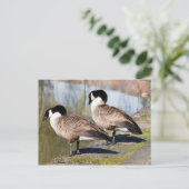Canada Goose Couple Postkarte (Stehend Vorderseite)