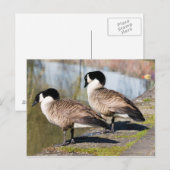 Canada Goose Couple Postkarte (Vorne/Hinten)