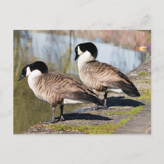 Canada Goose Couple Postkarte (Vorderseite)