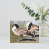 Canada Goose Couple Postkarte (Stehend Vorderseite)