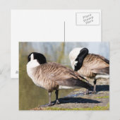 Canada Goose Couple Postkarte (Vorne/Hinten)