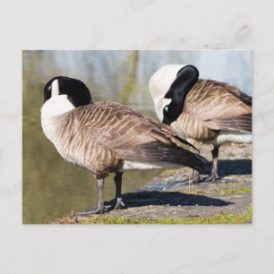 Canada Goose Couple Postkarte