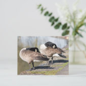 Canada Goose Couple Postkarte (Stehend Vorderseite)