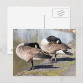 Canada Goose Couple Postkarte (Vorne/Hinten)