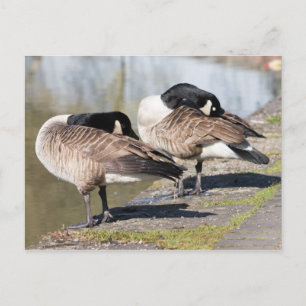 Canada Goose Couple Postkarte