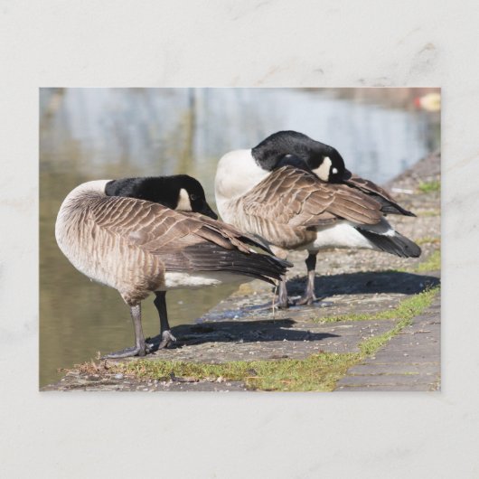 Canada Goose Couple Postkarte (Vorderseite)