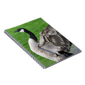 Canada Goose Flapping Wings Foto Notizblock (Rechte Seite)