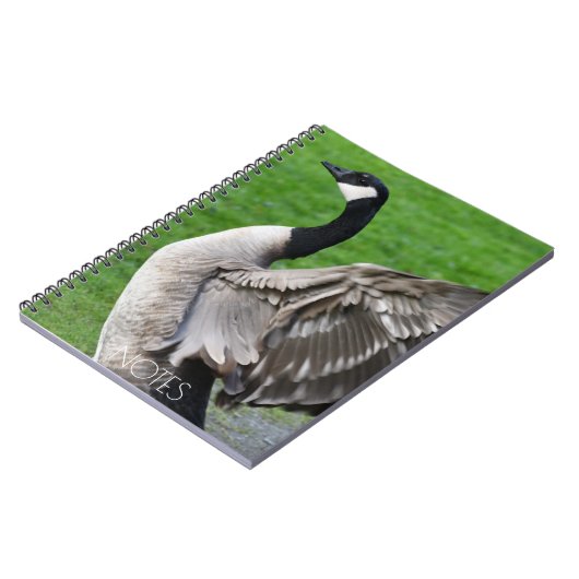 Canada Goose Flapping Wings Foto Notizblock (Linke Seite)