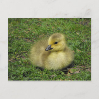 Canada Goose Gosling Feiertagspostkarte