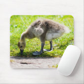 Canada Goose Gosling Mousepad (Mit Mouse)