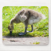 Canada Goose Gosling Mousepad (Vorne)