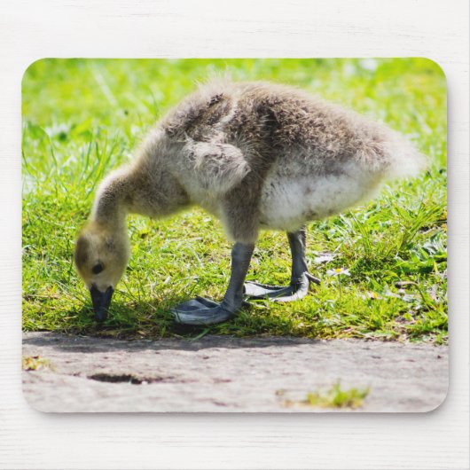 Canada Goose Gosling Mousepad (Vorne)