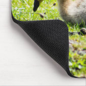 Canada Goose Gosling Mousepad (Ecke)