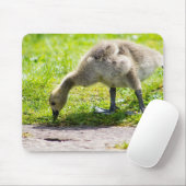 Canada Goose Gosling Mousepad (Mit Mouse)