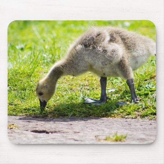 Canada Goose Gosling Mousepad (Vorne)