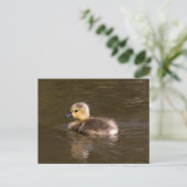 Canada Goose Gosling Postkarte (Stehend Vorderseite)