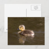 Canada Goose Gosling Postkarte (Vorne/Hinten)