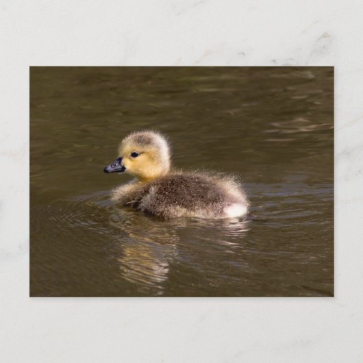 Canada Goose Gosling Postkarte (Vorderseite)