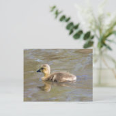 Canada Goose Gosling Postkarte (Stehend Vorderseite)