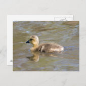 Canada Goose Gosling Postkarte (Vorne/Hinten)