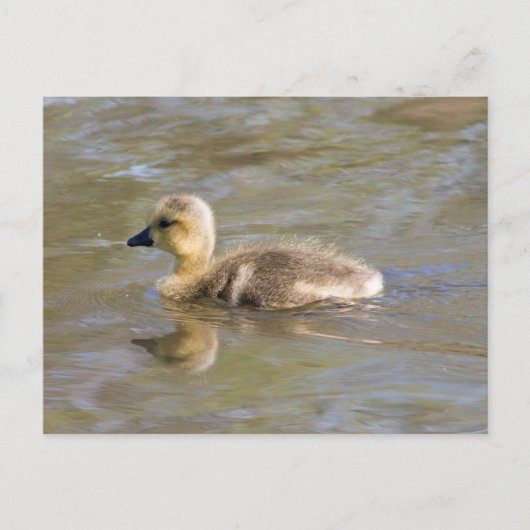 Canada Goose Gosling Postkarte (Vorderseite)