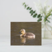 Canada Goose Gosling Postkarte (Stehend Vorderseite)