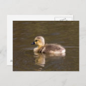 Canada Goose Gosling Postkarte (Vorne/Hinten)
