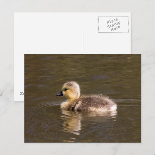 Canada Goose Gosling Postkarte (Vorne/Hinten)