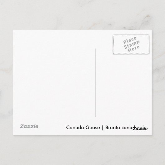 Canada Goose Gosling Postkarte (Rückseite)