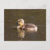 Canada Goose Gosling Postkarte (Vorderseite)