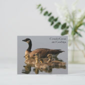 Canada Goose & Goslings Wildlife Series # 17 Postkarte (Stehend Vorderseite)