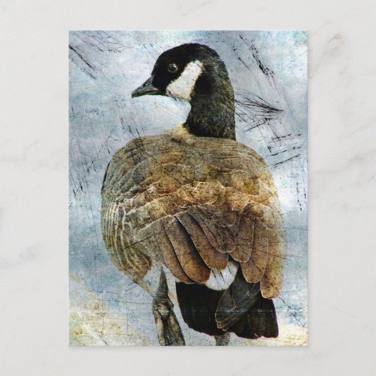 Canada Goose Grunge Postkarte (Vorderseite)