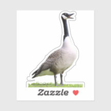 Canada Goose Honking