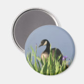 Canada Goose Irises Animal Art Magnet (Vorderseite/Rückseite)