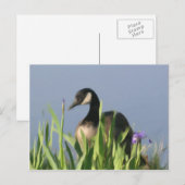 Canada Goose Irises Animal Art Postcard Postkarte (Vorne/Hinten)