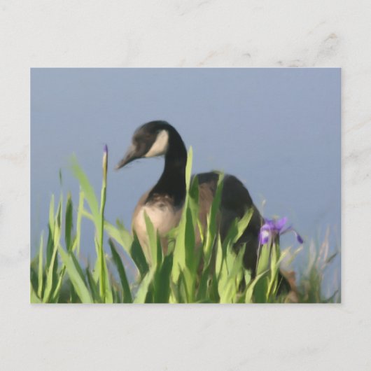 Canada Goose Irises Animal Art Postcard Postkarte (Vorderseite)