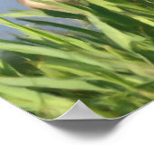 Canada Goose Irises Natureainting Poster (Ecke)