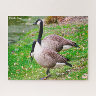 Canada Goose Jigsaw Puzzle