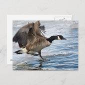 Canada goose Landing on winter lake Postkarte (Vorne/Hinten)